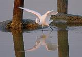 Snowy Egret Hunting_27863